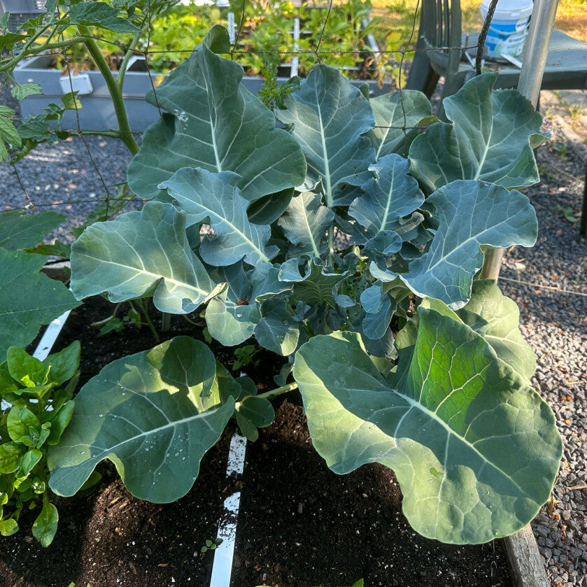 Baby broccoli