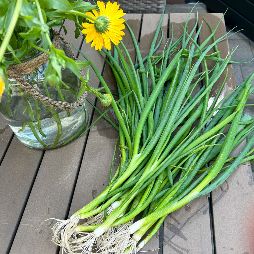 Lente-ui