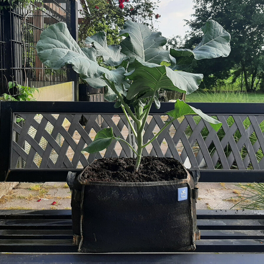 Baby broccoli