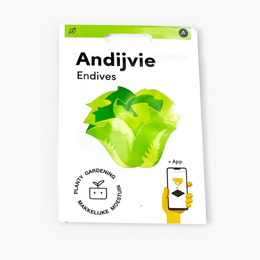 Andijvie