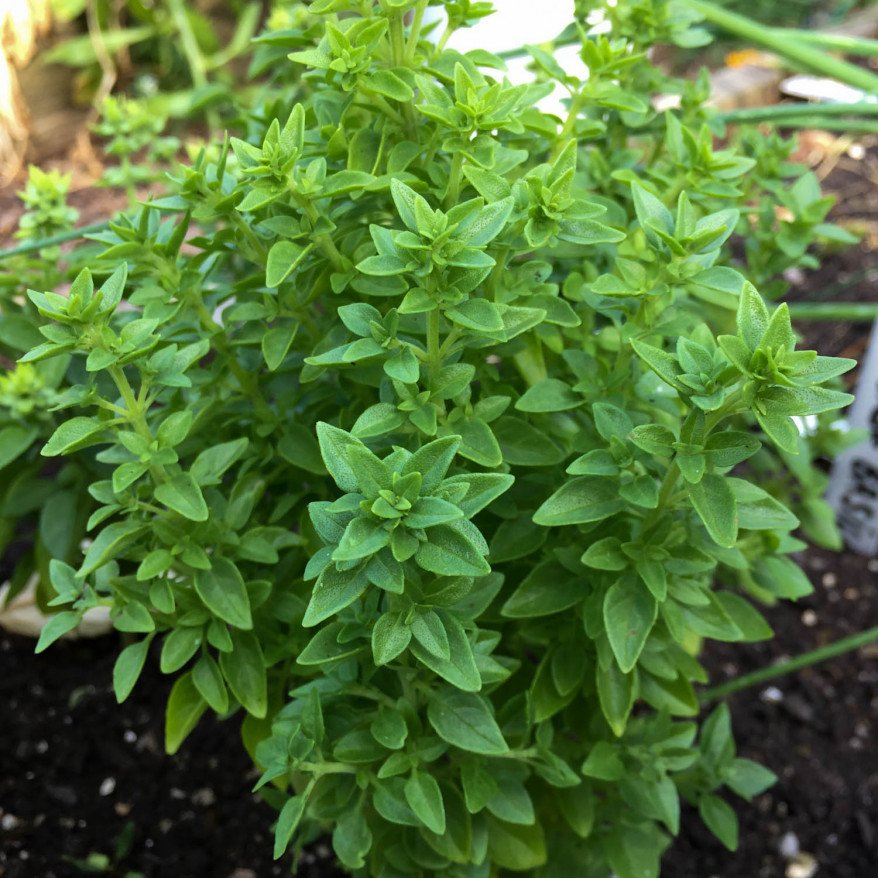 Shrub basil