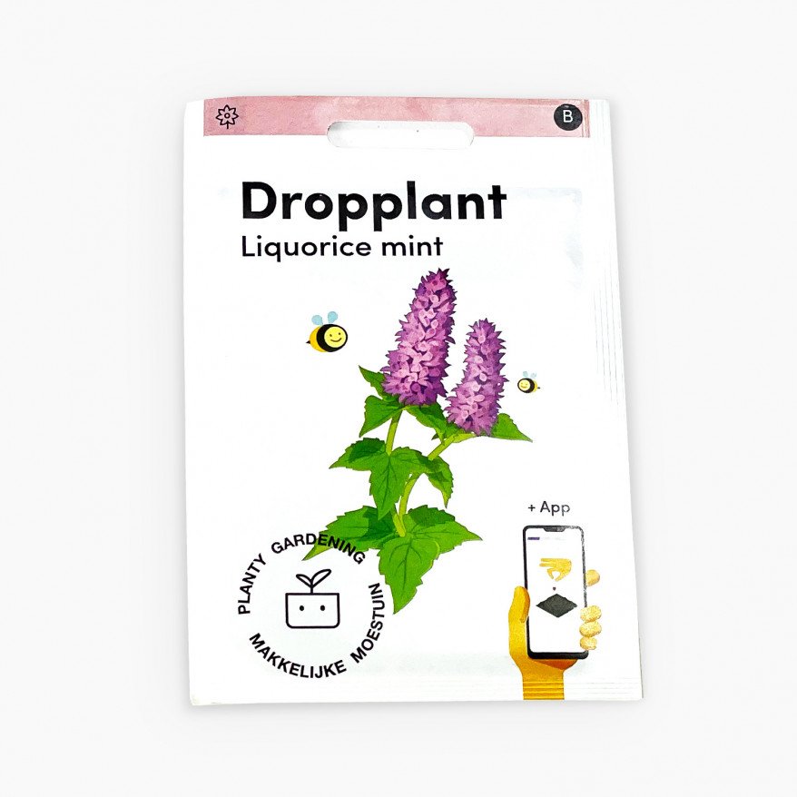 licorice plant