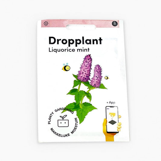 licorice plant