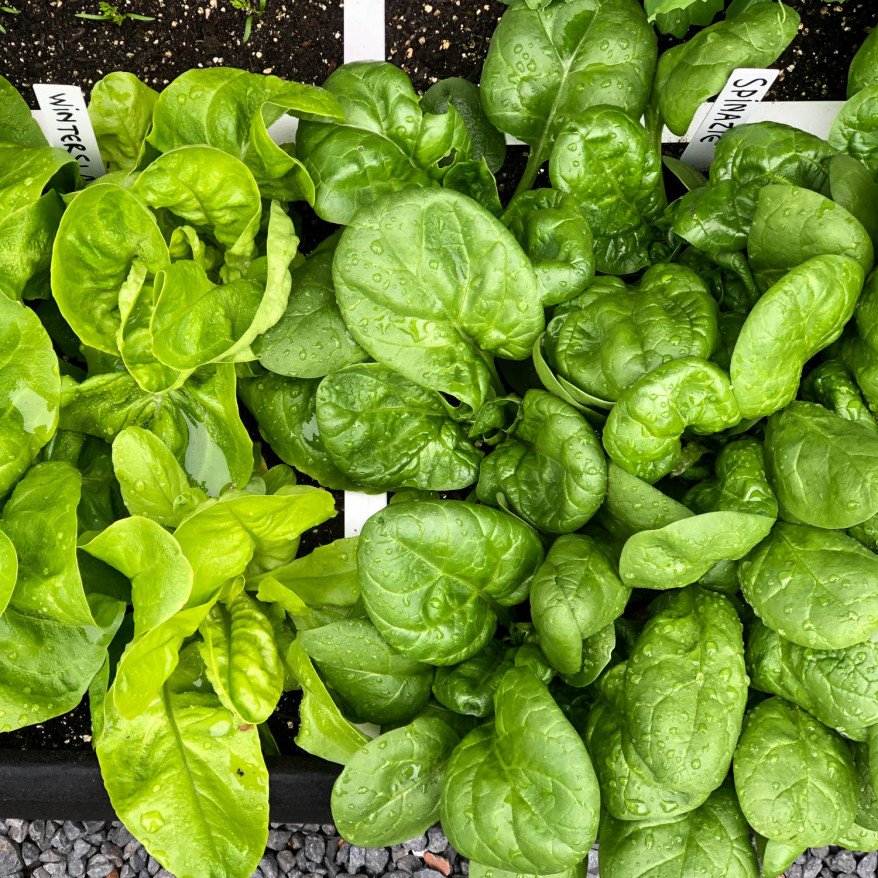 Spinach