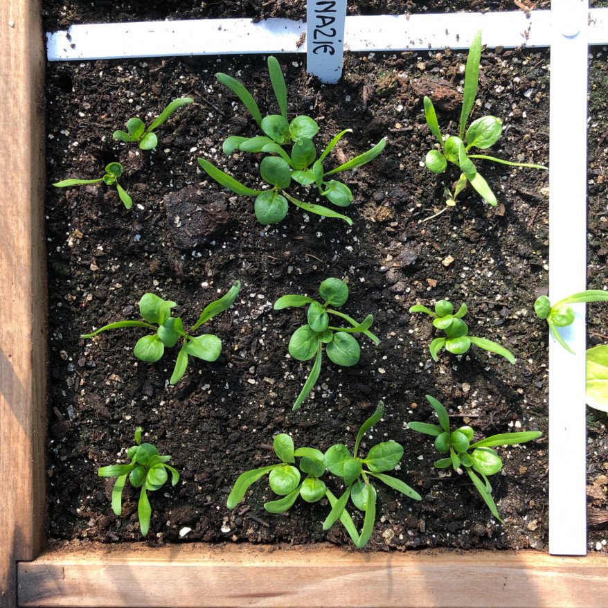 Spinach