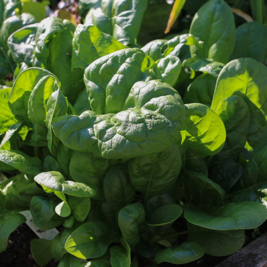 Spinach