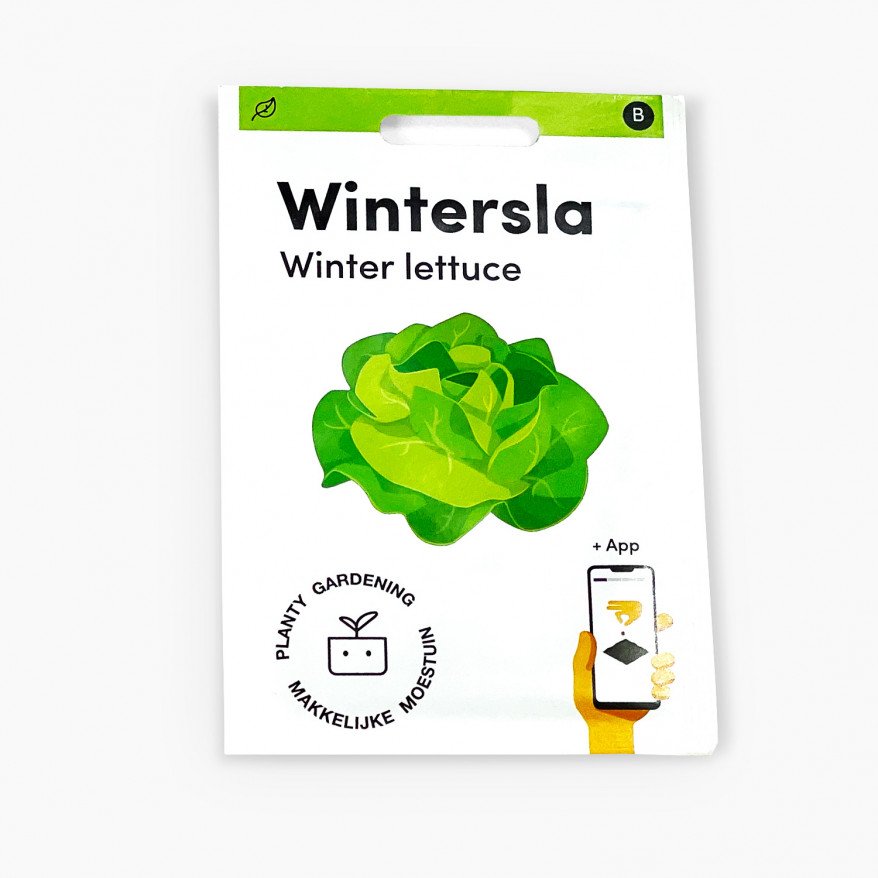 Winter lettuce