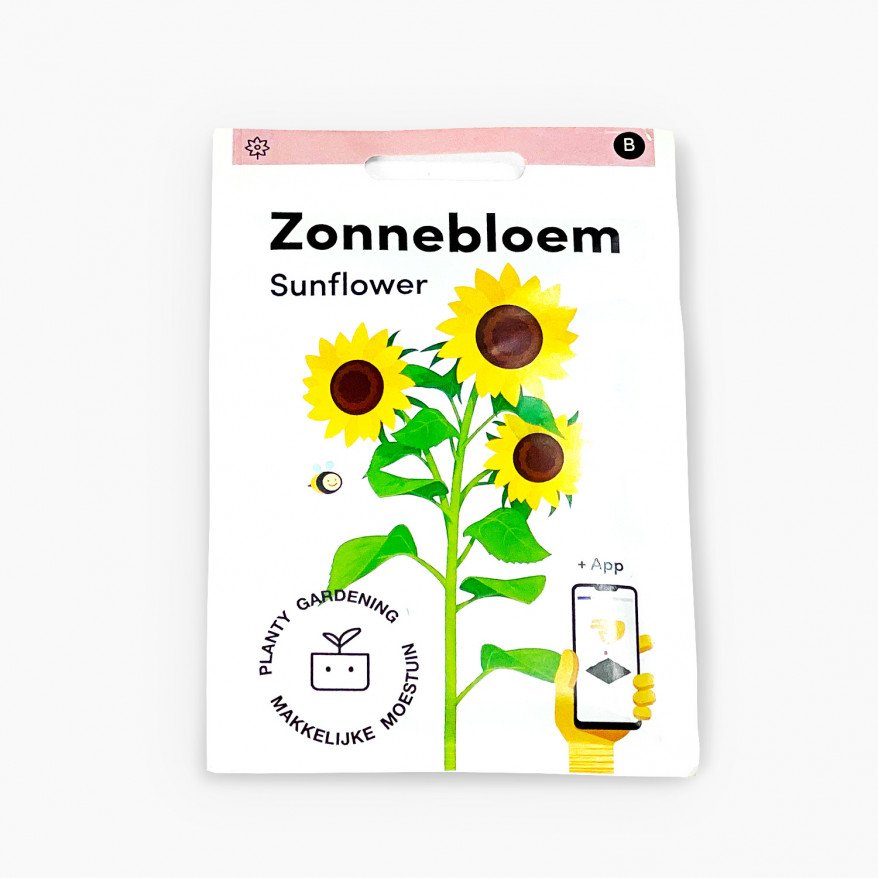 Sonnenblume