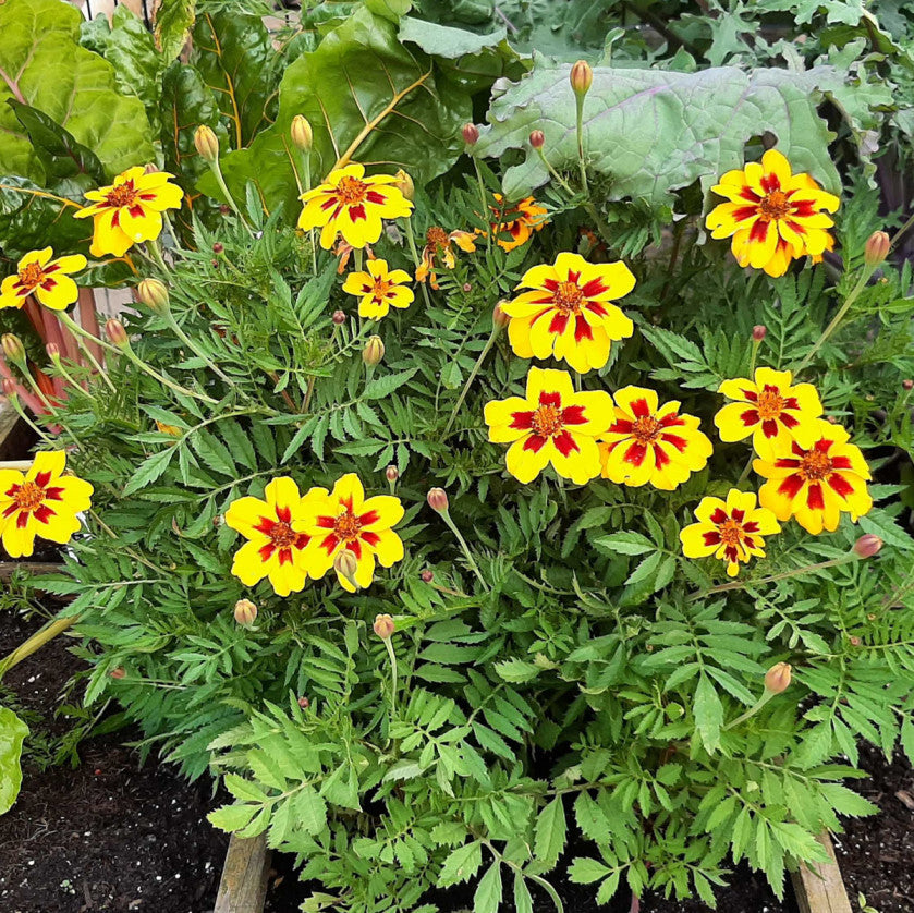 Ringelblumen