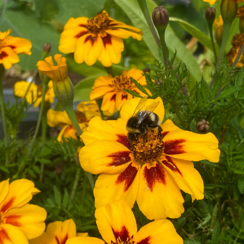 Ringelblumen