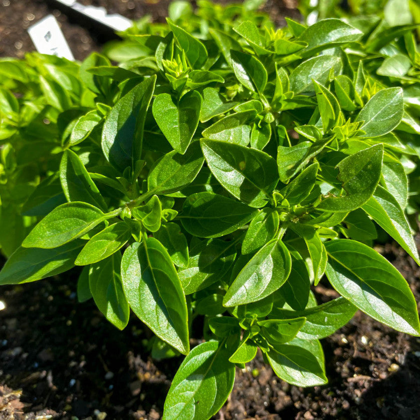 Shrub basil