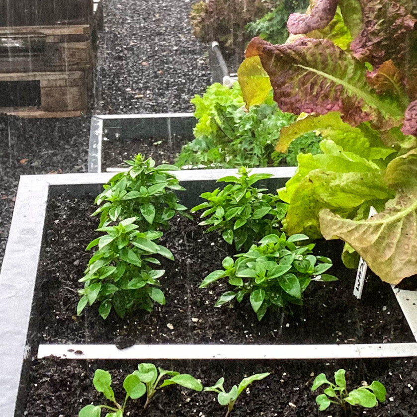 Shrub basil