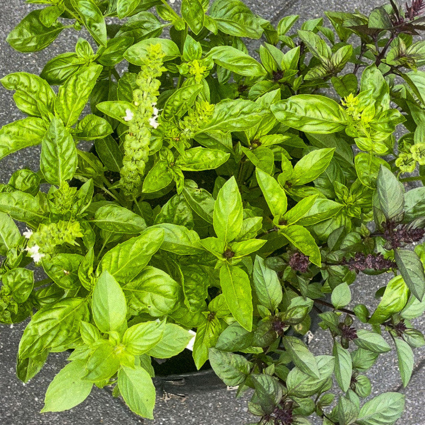 Basil mixture 