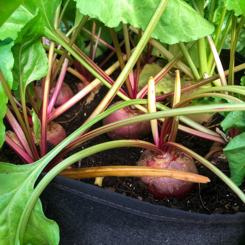 Chioggia-Rübe