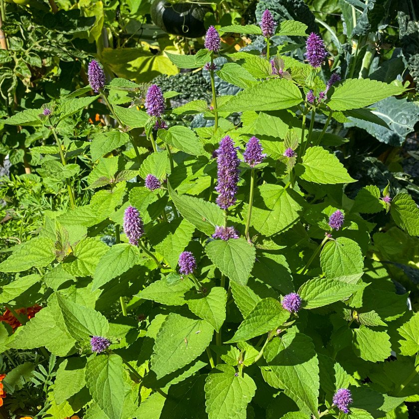 licorice plant