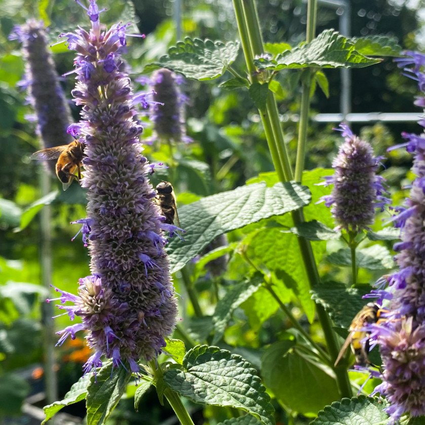 licorice plant