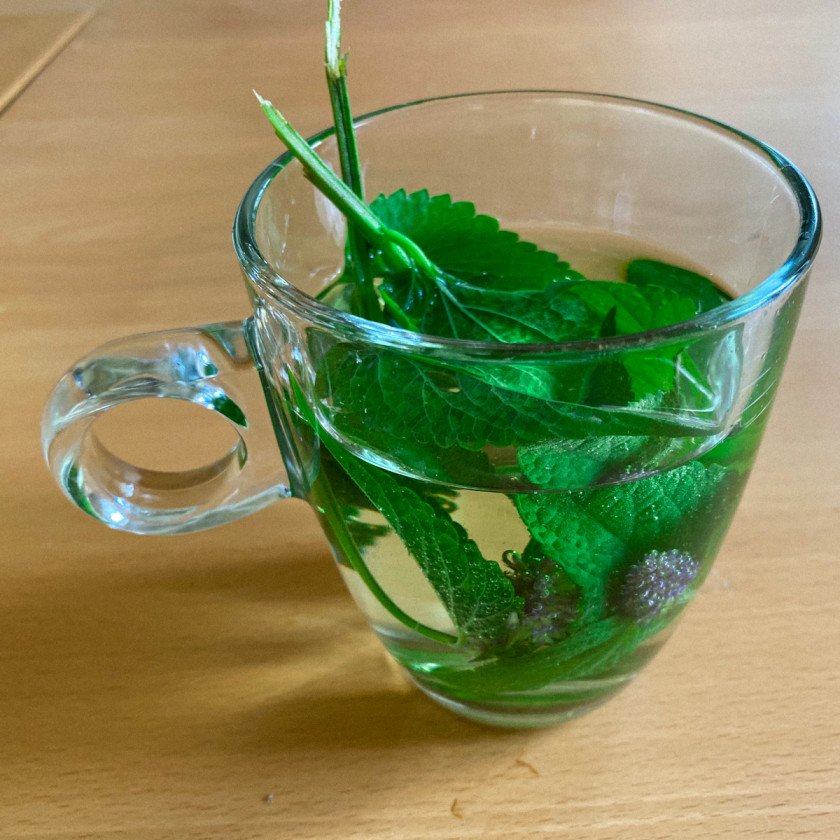 licorice plant