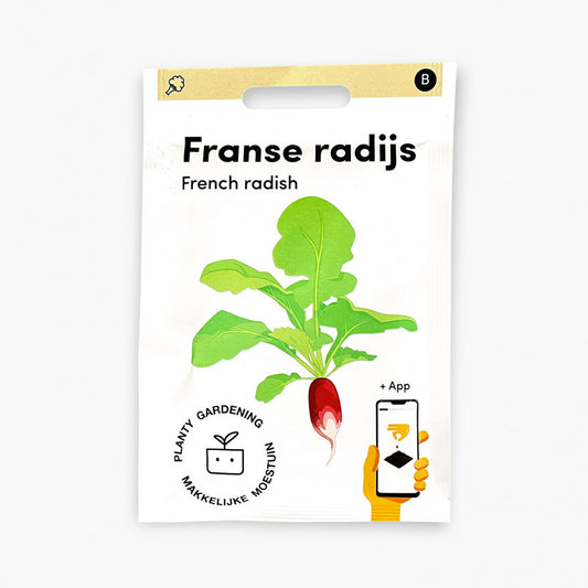 French radish