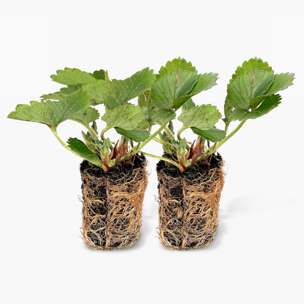 Twee aardbeienplantjes - doordragend Favori