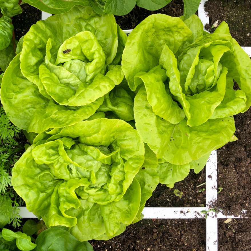 Mini lettuce