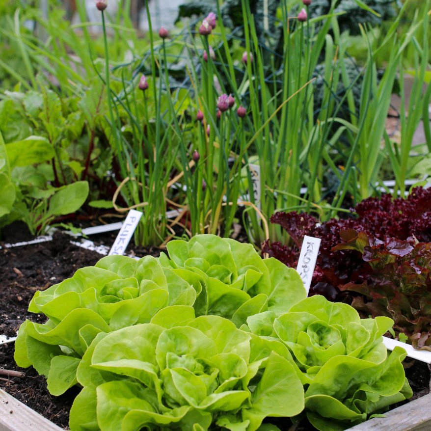 Mini lettuce