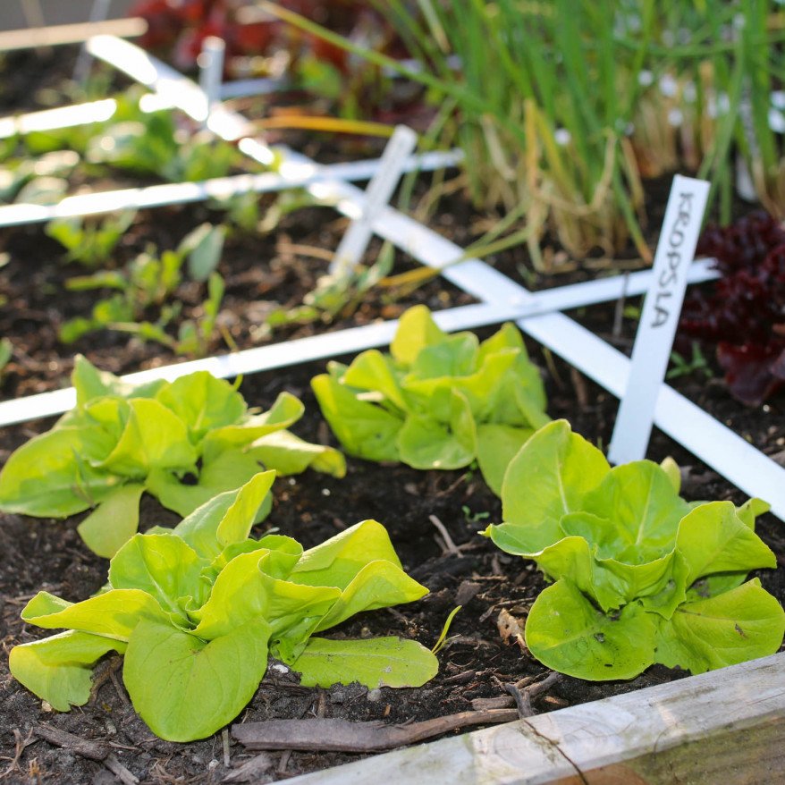 Mini lettuce