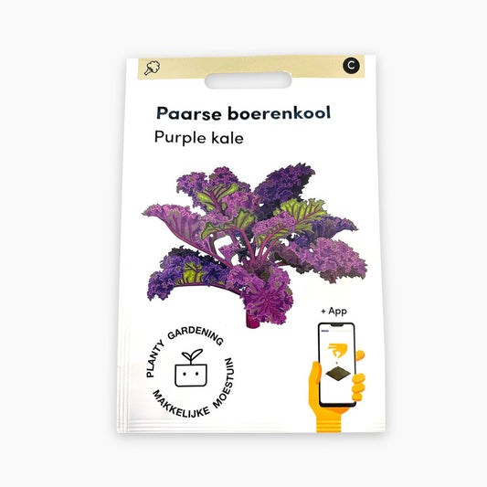 Purple kale