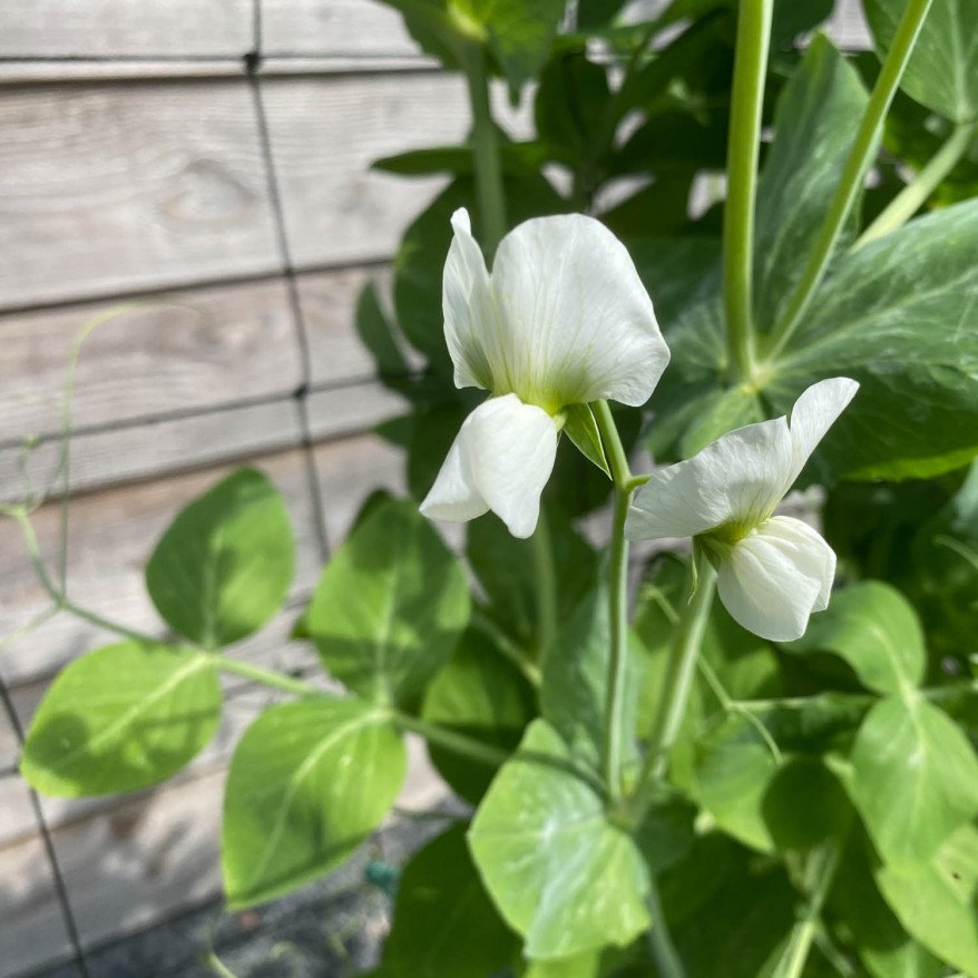 snow peas