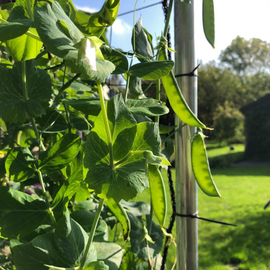 snow peas