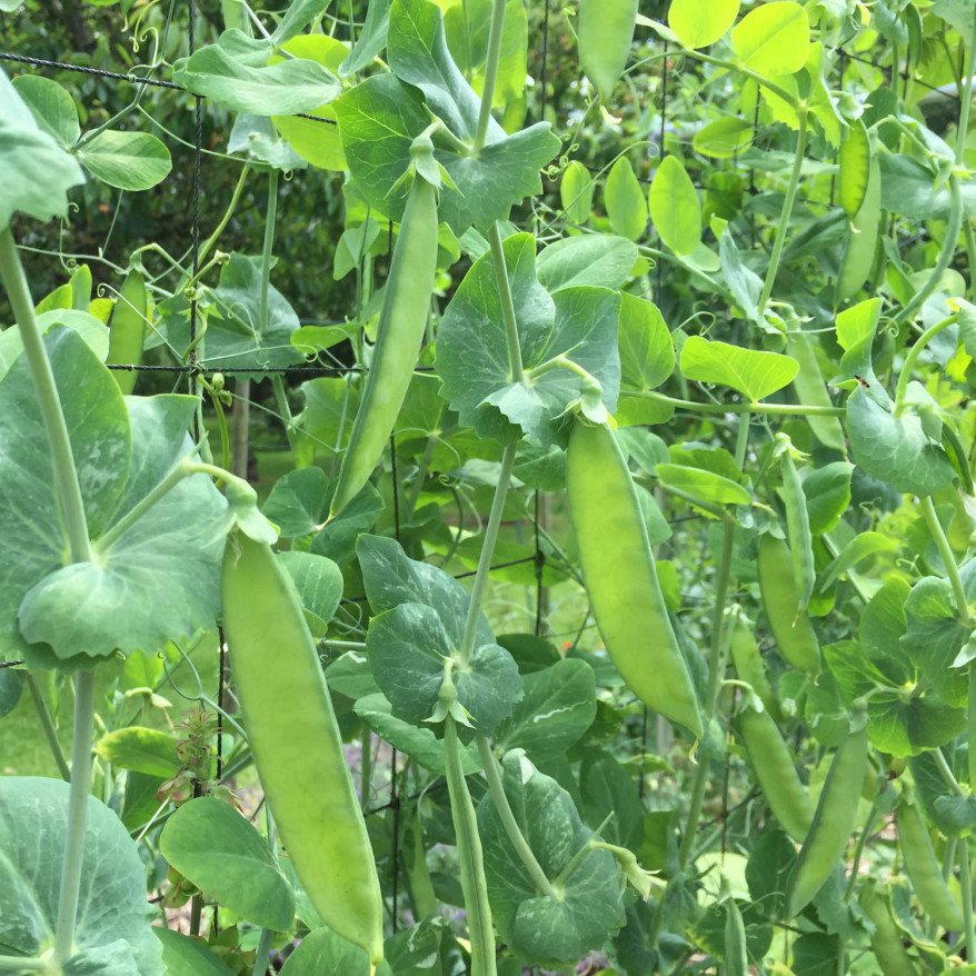 snow peas