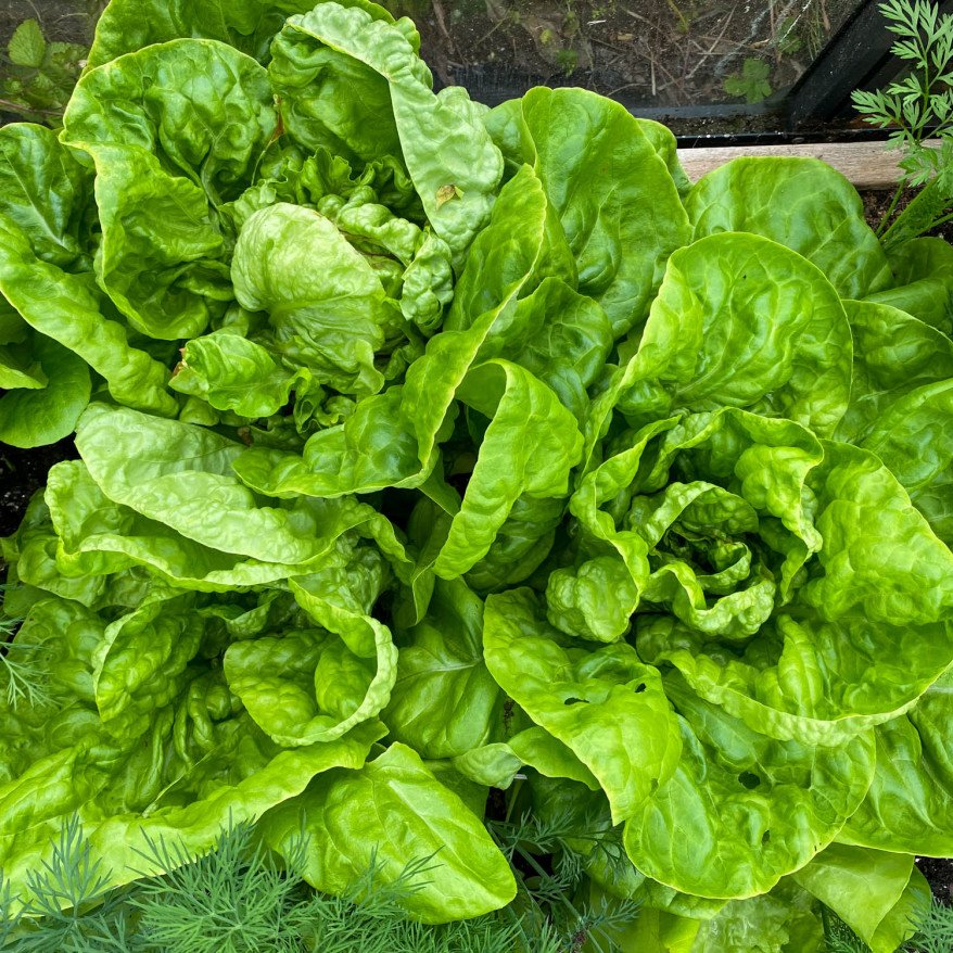 Winter lettuce