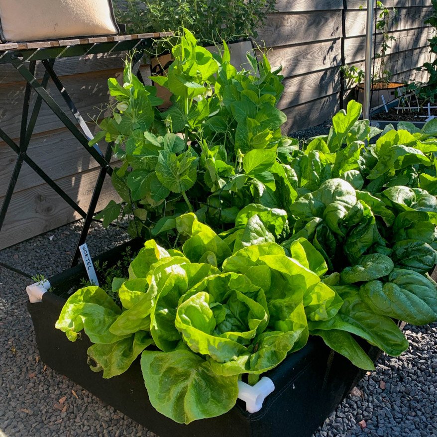 Winter lettuce