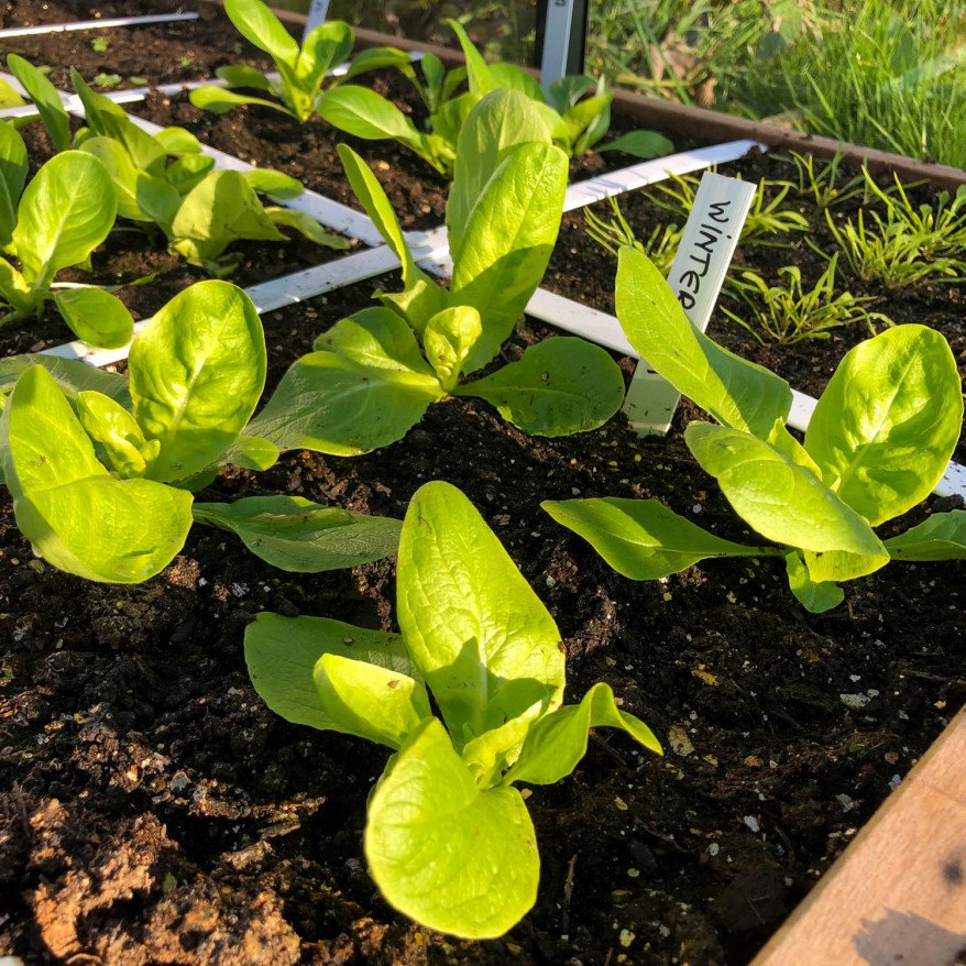Winter lettuce