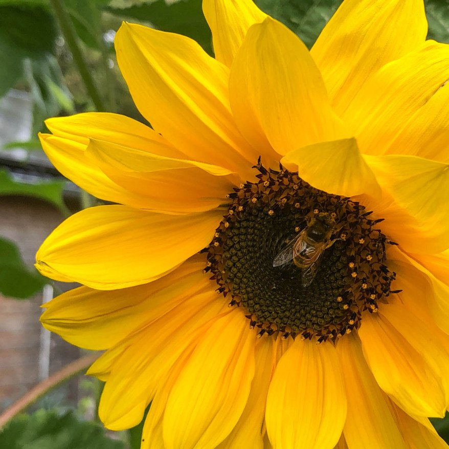 Sonnenblume
