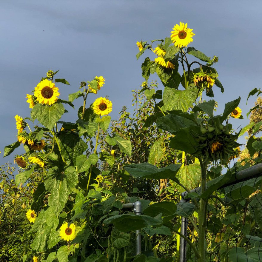 Sonnenblume